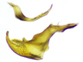 Corixa punctata